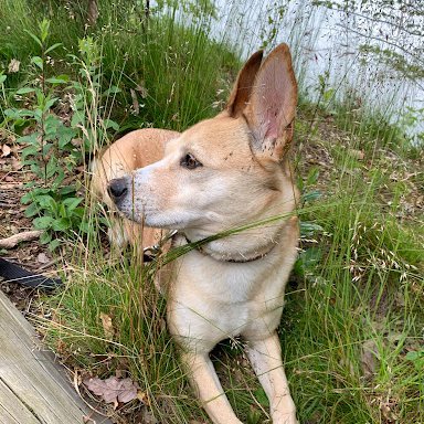 Beltway Public Affairs Guy. VP @thelafayetteco  Long Island native, Catholic Dad, Grillpilled backyard bird watcher. Pic is my Dingo.  Opinions are my own.