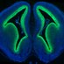 Kahle Laboratory (@kahlelab) Twitter profile photo Kahle Laboratory (@kahlelab) Twitter profile photo