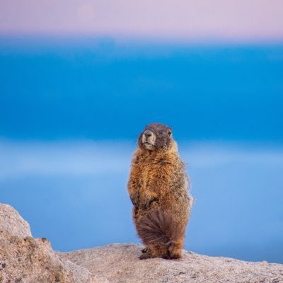 Postdoc @ CU Boulder🇺🇸 Made in 🇨🇳 Genomics, Evolutionary Biology, & Morphometrics | Symbiosis  
Uphill Marine Biologist ⛷🏂🧗‍♂️⚽️🤿🔬