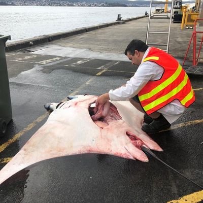 Shark and ray researcher. Taxonomy, evolution, biogeography. CSIRO Australian National Fish Collection. Opinions are my own