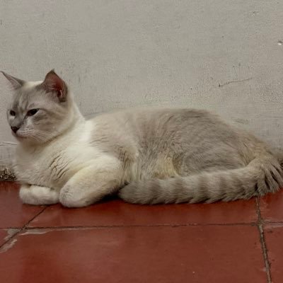 divanian Profile