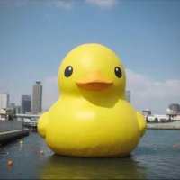 まー🐤 (@moma03312) 's Twitter Profile Photo