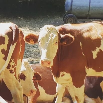 DopeOnezou's profile picture. né en 1617 il révolutionna le monde en inventant le premier smartphone sur marbre