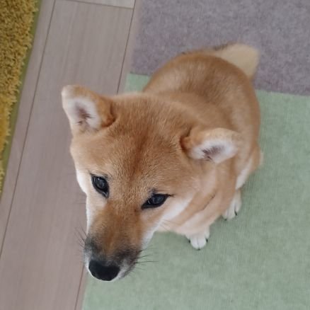 ume_citrus's profile picture. 馬、犬(柴犬♀キュウ2020.10.25🎂)、飛行機、スポーツ観戦(武豊騎手、近本光司選手、福田周平選手のファンです)、ガッキーが好き！！勝手にフォローしますがお許しを。関西人です。　インスタでキュウをUPしてます。https://t.co/ZUafHCreDr