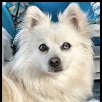Marko (@myluvsqueakytoy) 's Twitter Profile