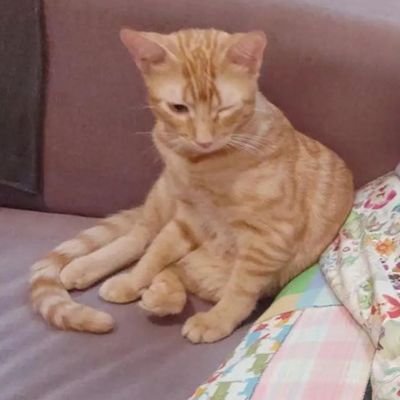 programaora's profile picture. junior junior junior web developer