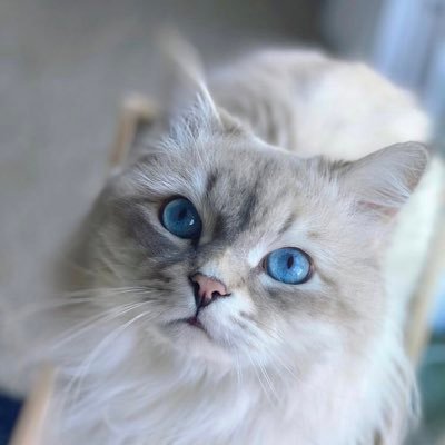 これは、2匹の病気の子猫を出産した私の愛猫である灰色と白の雌猫、ミッシーについての実話です。悲しいことに、生まれたばかりの二人は短期間のうちに亡くなってしまいました。ミッシーが家で子猫を探している間、泣いて赤ちゃんを呼んでいるのを聞いて、胸が張り裂ける思いでした。ミッシー😻は、近くの野原で遊ぶのが好きな室内外猫でした