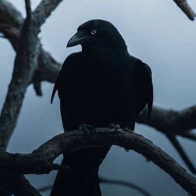 Gdoinit's profile picture. 