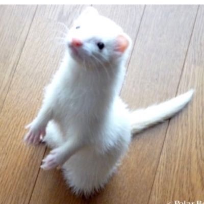 UsnrNGPCzhOphFf's profile picture. Alexa 普及チーム隊員 A Iで世の中を良くしたい夢があり 愛するクレアさんとAlexa普及チームをしてます