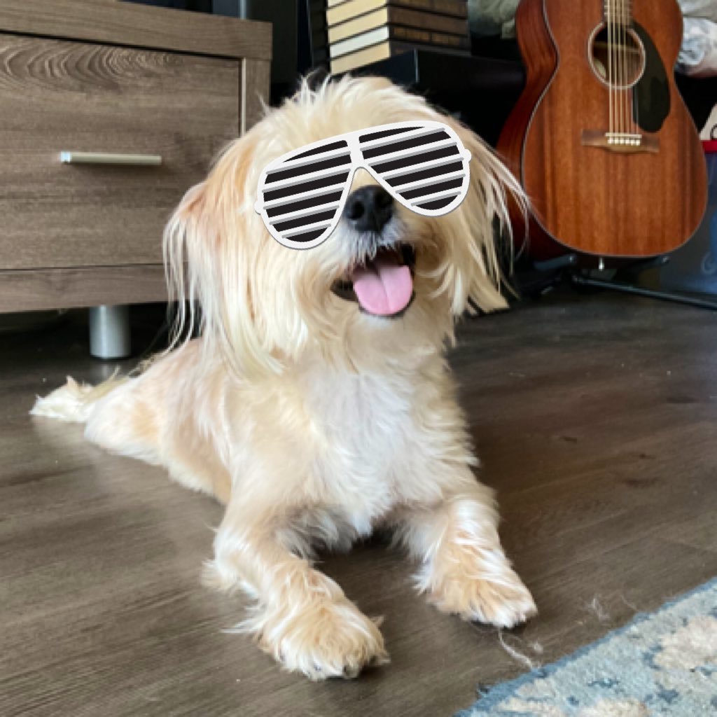 justasmallmoose's profile picture. Just a dog using Twitter. Keep it moving.