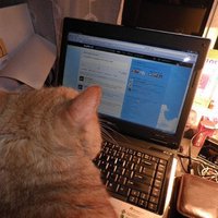 El gato que tuitea®️. (@elgatoquetuitea) 's Twitter Profile