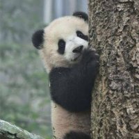 おたくグローブ (@tomo_pi785) 's Twitter Profile