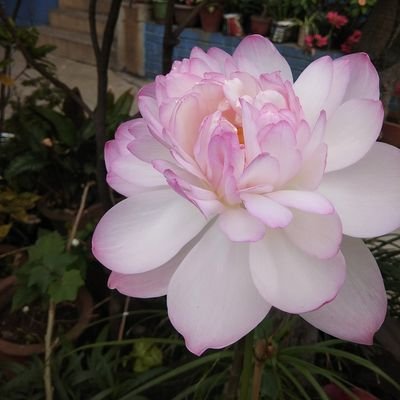 casujata's profile picture. 