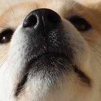 しばけん🇯🇵🇪🇺日本人男性は国際結婚 (@shibakenblog) Twitter profile photo