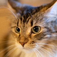 Tsubasa Suzuki@愛猫 (@nekoneco_cat) 's Twitter Profile