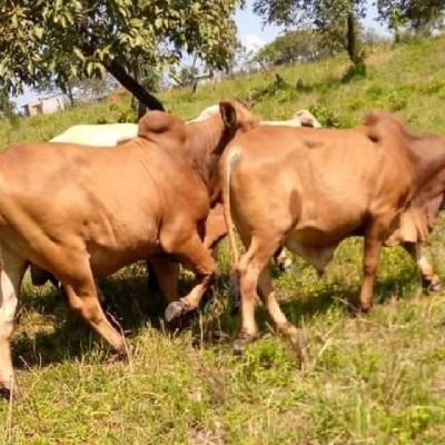 Agronomist and e-commerce on beef production and agribusiness