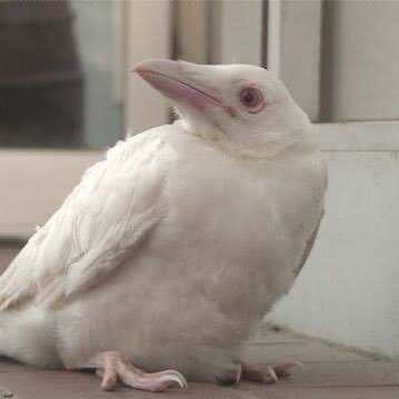 ossannoura's profile picture. 札幌/おじさん