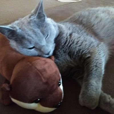 Vr8Rh03V2eNLloF's profile picture. 専業主夫。趣味は株式投資と古代日本史。トレードは基本しません。高配当株投資。国内の高配当株式がメイン。状況次第では機動的に売買します。サブで投資信託をNISAで積立中。政治・経済が好き。たまに投資や政治・経済についてつぶやきます。