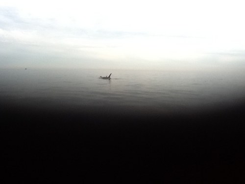 janzent's profile picture. 