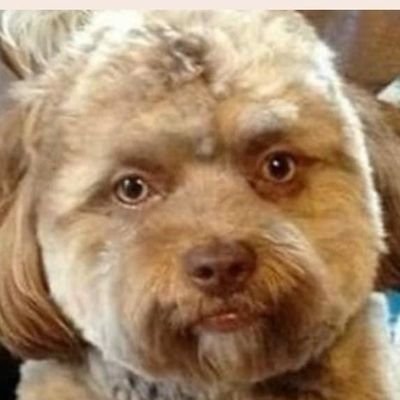 fafzorz's profile picture. 