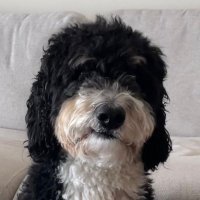 jeremy (@_toomuchdog) 's Twitter Profile