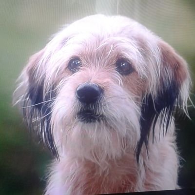 EmelKutluay1's profile picture. Sınıf Öğretmeni