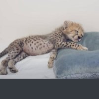 يكي قطره باران (@lolgptuk20vsbyk) 's Twitter Profile