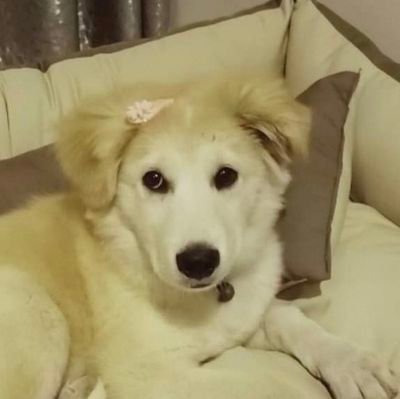 mosariso's profile picture. 