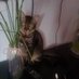 Toby the chuncky boy 💙❤️ (@tobythetabby5) Twitter profile photo Toby the chuncky boy 💙❤️ (@tobythetabby5) Twitter profile photo