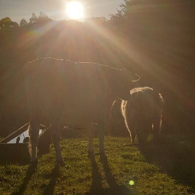 fernleaf1997's profile picture. 