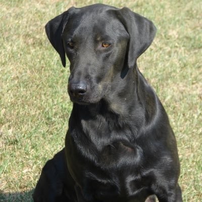 FerrettiRich's profile picture. 