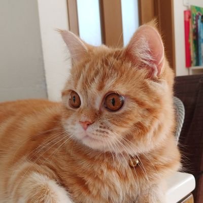 2021年4月11日産まれ エキゾチックショートヘア♀お顔はアメショ寄り 中身はペルシャ寄りでマイペース