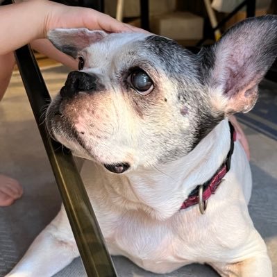 hurry95466809's profile picture. 農業の勉強中。😄3年後会社を辞めて農業の仕事を開始する為、日々作物、肥料、利益、器具なとの情報を集めています。色々の方に出会いたいです。 メロン🍈イチジク、キウイ🥝、トマト🍅 #メロン #イチジク #キウイ #トマト #水耕栽培