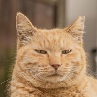 ざきお (@zakiozaku) Twitter profile photo