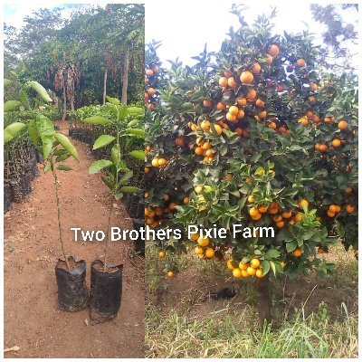 We Prepare and Sell Quality Fruit Tree Seedlings, as well as Assist Farmers in Managing their Orchards. 

+254713245423
We Deliver to all Locations.
Welcome!