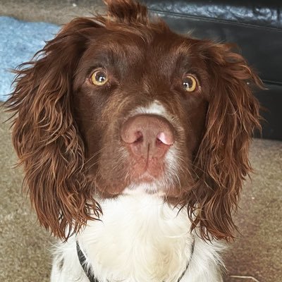 Floyd is a bed bug detection dog, working with his fully trained pest controller handler Lucy they can find a single bed bug in minutes 👍🏻🐶