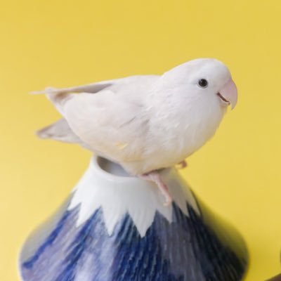 にっこり顔の白いコザクラインコ、雪舟(せっしゅう)です。 フォローお気軽に！！鳥好きさんと仲良くしたい𓅪ホワイトフェイスシナモンモーブオパーリン𓅪2019.10.3生まれ𓅪飼い主は写真屋→@kudo_70