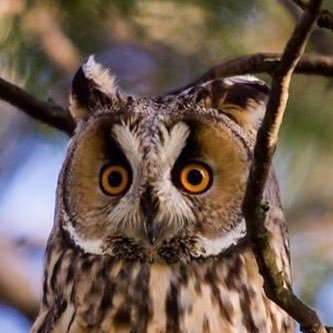 Professional photographer and poorly-skilled birdwatcher. Sheffield Wednesday fan. Likely to hoot.