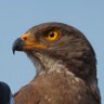 Sp_Hawk's profile picture. 鳥と昆虫の写真を主に撮ってます