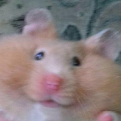 som2143's profile picture. 디기디기딕 갱갱갱