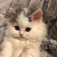 kia 🇵🇸 (@vanillaaaayo) 's Twitter Profile