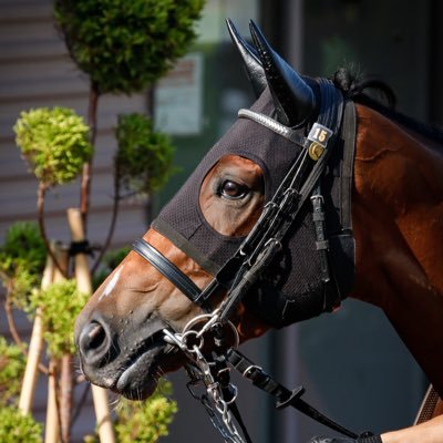 _sk_1367's profile picture. 競馬/スロ/一口馬主 #オンサイト #ワインダークシー