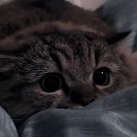 mamam (@muhammadilhamtf) 's Twitter Profile