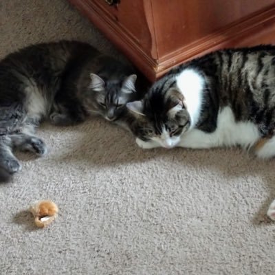 carolinadog81's profile picture. 