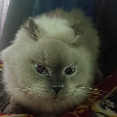 nysb27365's profile picture. 