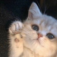 3 (@ssvq_o) 's Twitter Profile