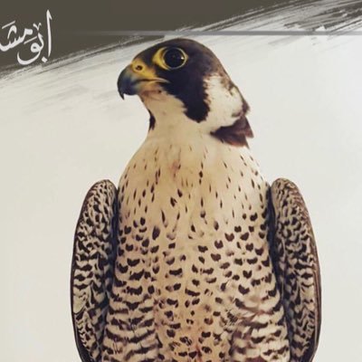 سبحان الله وبحمده سبحان الله العظيم