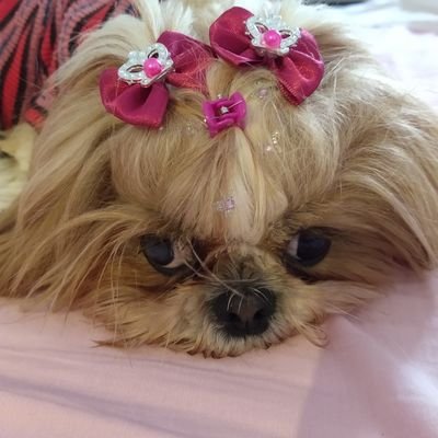 NishidaEliana's profile picture. ❤️🕊️🐩🇧🇷