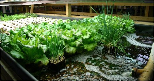 Aquaponics & Permaculture focused on truly sustainable closed-loop systems that provide for nearly all the needs for the system within the system itself.