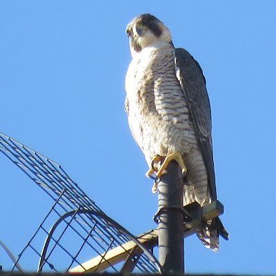 Bióloga. 
Coordino el seguimiento de #HalconesMadrid. Halcones Urbanos halconesurbanos@gmail.com.
Trabajo con mi pasión: las #aves 
Colaboro en @BosqueHabitado